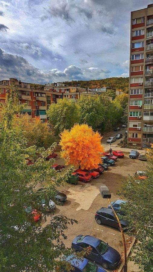 Apartman Nikolic ボル エクステリア 写真